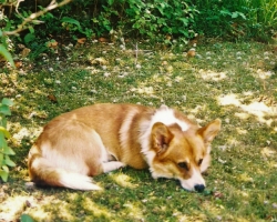 Marty - Welsch corgi pembroke