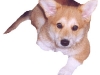 Mooney - Welsh Corgi Pembroke