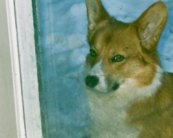 Marty - Welsch corgi pembroke