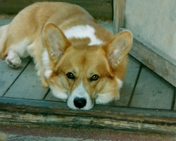 Marty - Welsch corgi pembroke