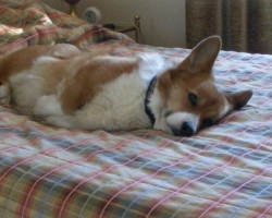 Marty siesta
