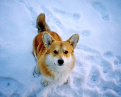 Mooney - Welsh Corgi Pembroke