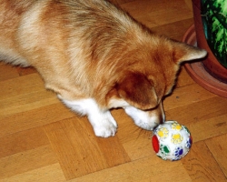 Mooney - Welsh Corgi Pembroke