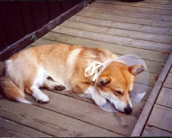 Mooney - Welsh Corgi Pembroke