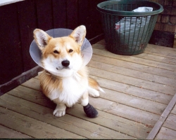 Mooney - Welsh Corgi Pembroke