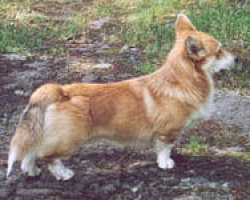 Mooney - Welsh Corgi Pembroke