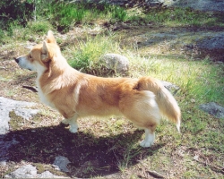 Mooney - Welsh Corgi Pembroke