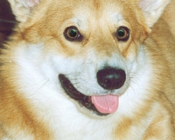 Mooney - Welsh Corgi Pembroke