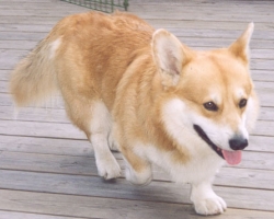 Mooney - Welsh Corgi Pembroke