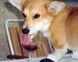 Mooney - Welsh Corgi Pembroke
