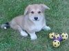 Mooney - Welsh Corgi Pembroke