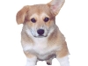 Mooney - Welsh Corgi Pembroke