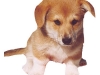 Mooney - Welsh Corgi Pembroke
